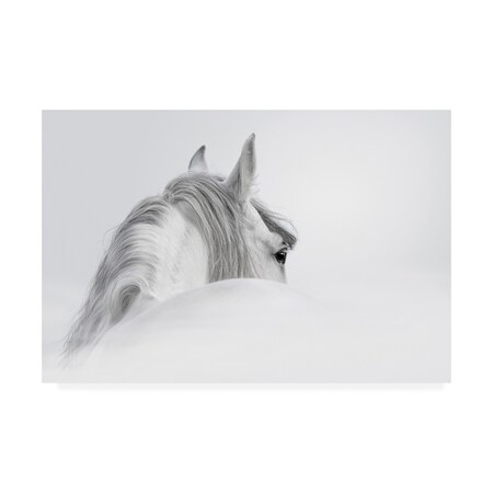 PhotoINC Studio 'White Horse On White' Canvas Art,16x24